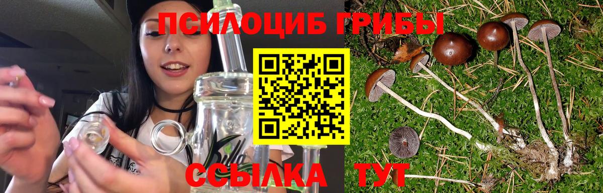 Галлюциногенные грибы Psilocybe Гуково