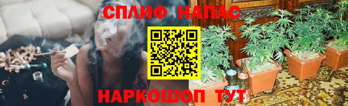 Каннабис индика Гуково
